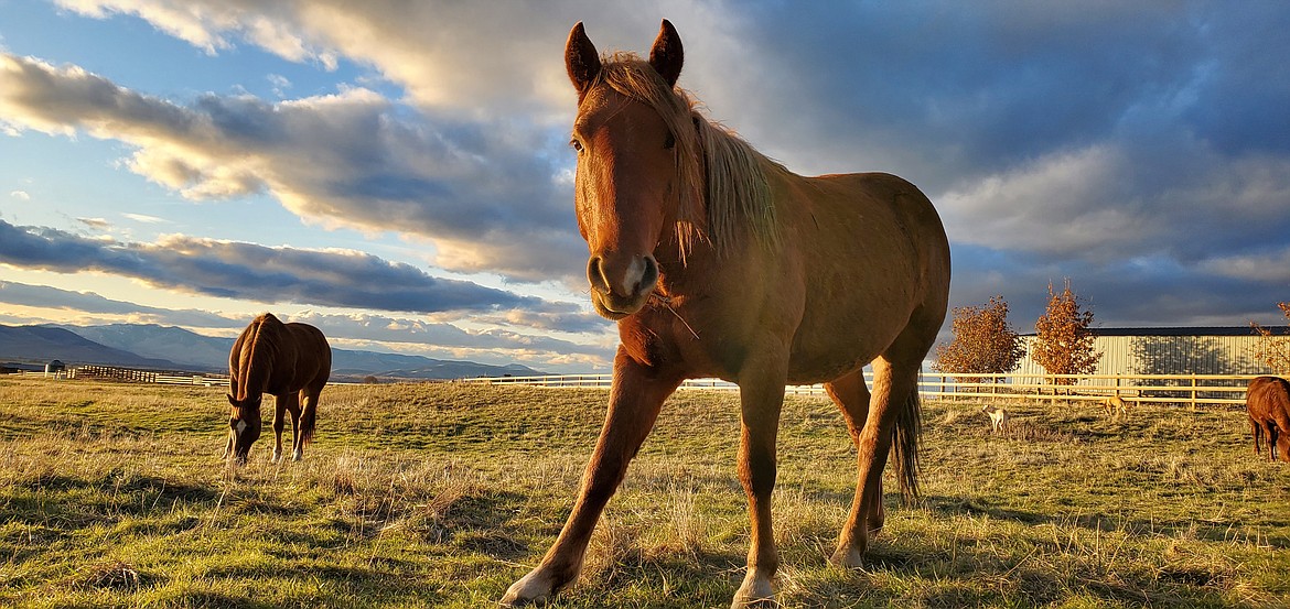 Red, one of two mustangs adopted last year from the BLM, joined the domestic herd at a ranch outside of St. Ignatius last year. (Courtesy of April Crissman)