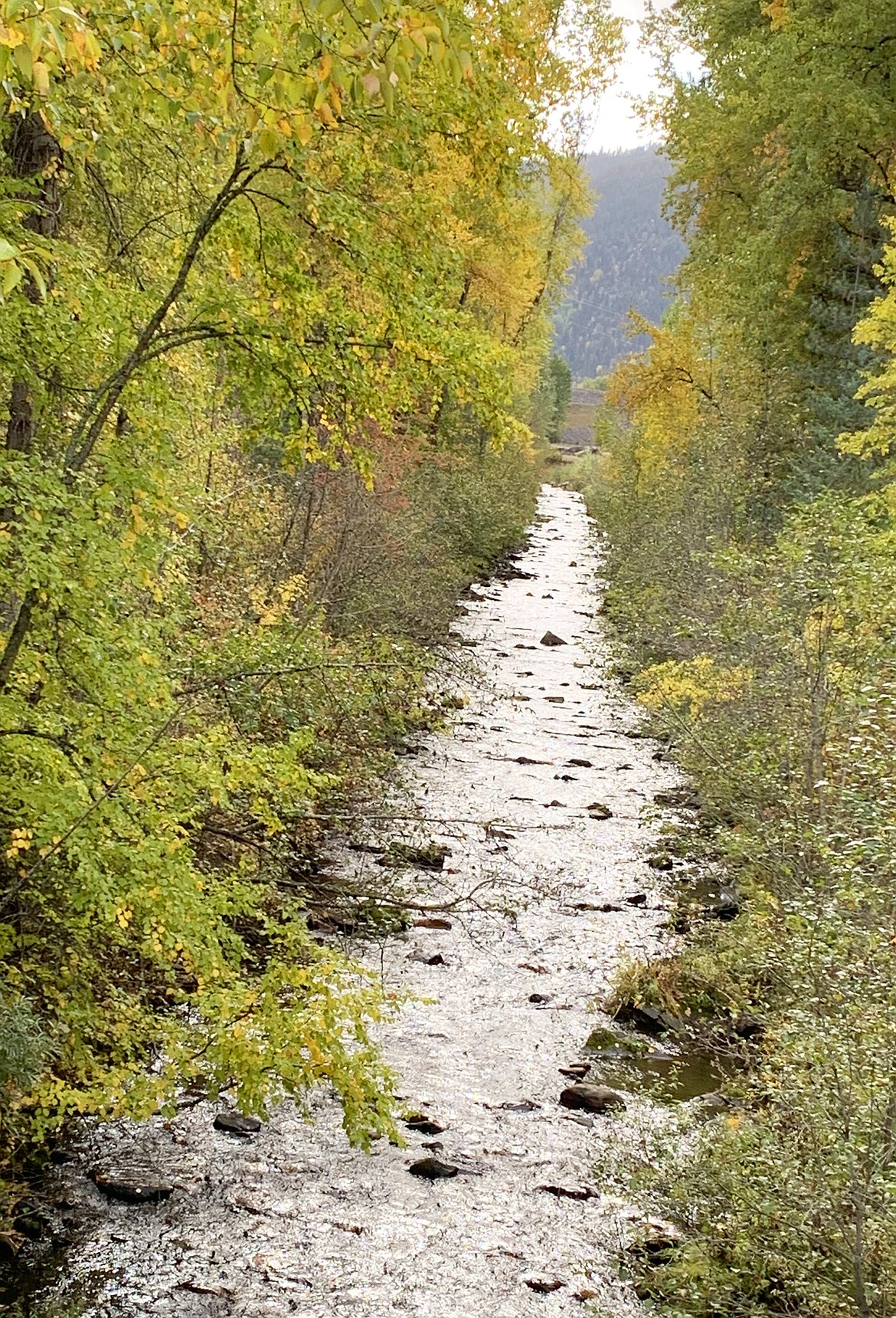 A creek disappears into the brush off the Trail of the Coeur d'Alenes.