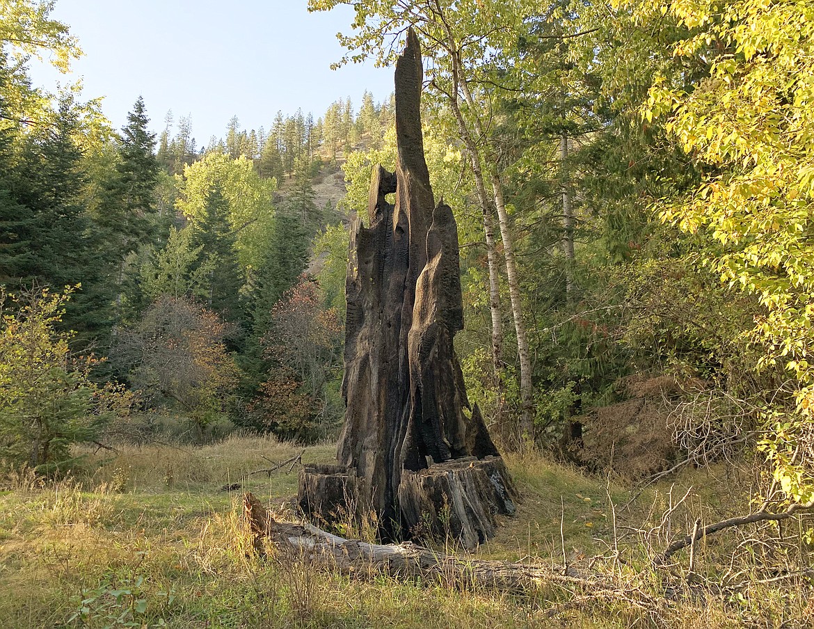 The remains of this tree off the trail seem like something out of Lord of The Rings.