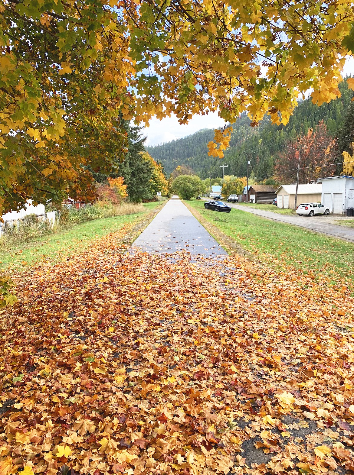 Leaves cover the Trail of the Coeur d'Alenes in the Silver Valley.