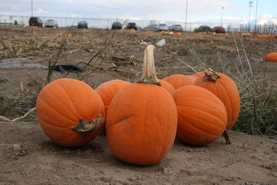 Pumpkins are lined up at the end of a row in the Moses Lake High School pumpkin patch Wednesday.