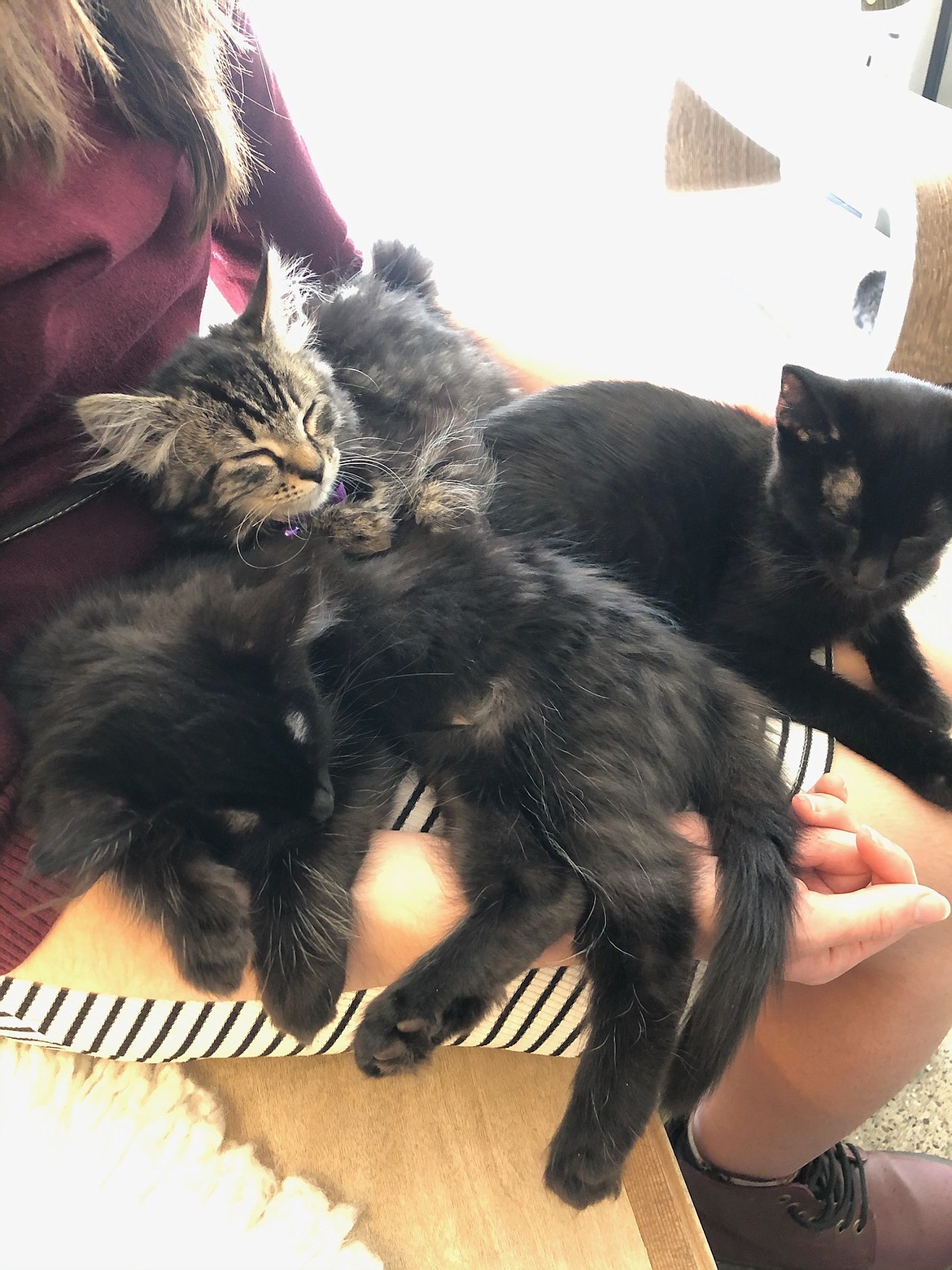 The writer was graced by a lapful of sleepy (and slightly pushy) kittens at Kitty Cantina, Spokane’s cat cafe, last Saturday.
