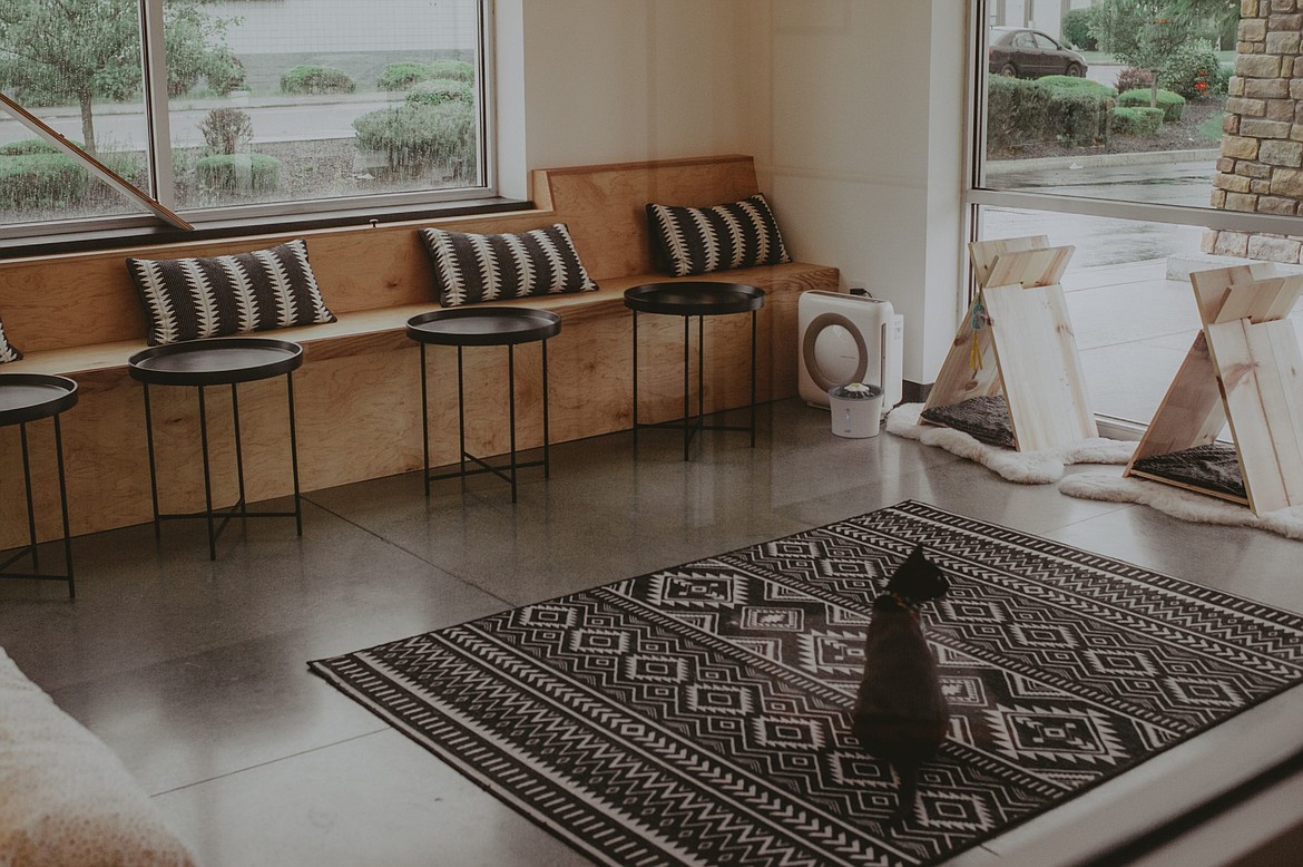 A prior resident of the cat cafe checks out the digs in the cat room.