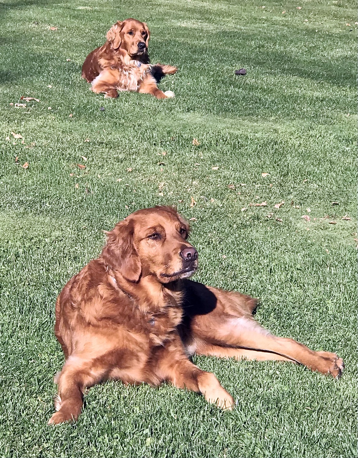 Shawna Benner-Erickson shared this Best Shot of Marvin and Macie Erickson soaking up the last of the North Idaho sunshine!