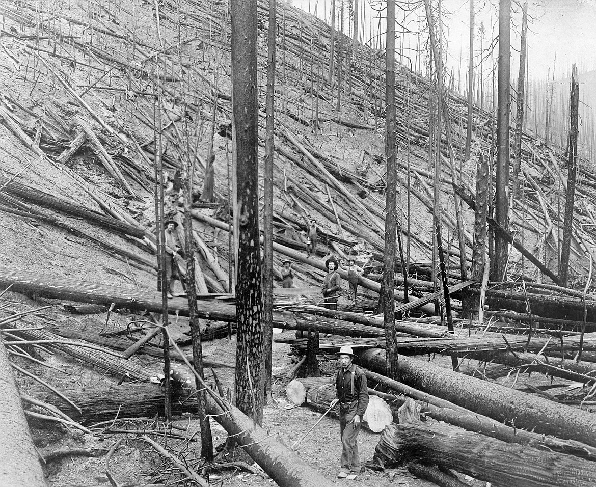 Aftermath of “wildfire hurricane" in heavy stand of Idaho white pine on the Little North Fork of the St. Joe River, Idaho, in 1910.