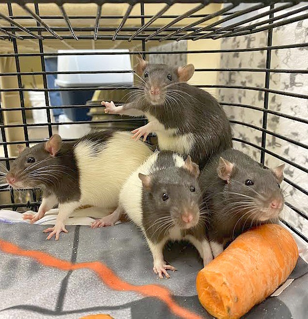 Four of the five pet rats found in the book dropoff at The Coeur d'Alene Public Library huddle together at the Kootenai Humane Society on Wednesday.