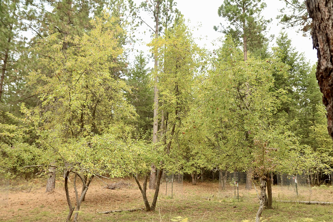 The Glover family has cleared almost an acre of forest to cultivate the 120-plus year old apple trees growing on their property, part of the former Black Rock Commercial Orchards in Black Rock, in business from the 1890s through 1915. HANNAH NEFF/Press