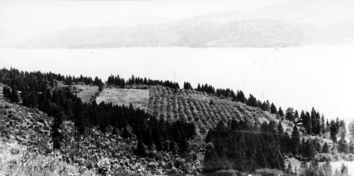 The original description for this circa photo reads, "an apple orchard above and north of Black Rock, looking across to Carlin Bay and Powder Horn Bay." Black Rock Commercial Orchards was in business between the 1890s and 1915 in Black Rock. Photo courtesy of the Museum of North Idaho