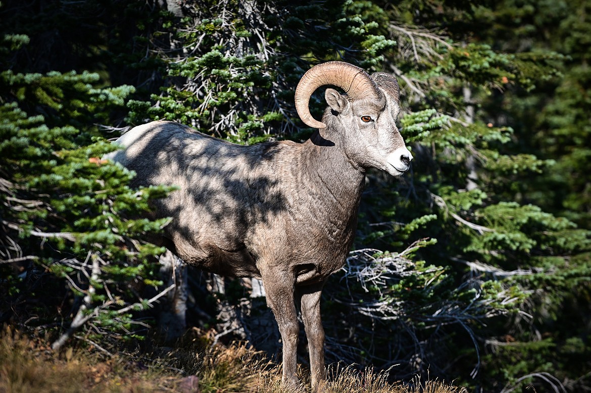 A bighorn ram grazes near Logan Pass in Glacier National Park on Tuesday, Oct. 5. (Casey Kreider/Daily Inter Lake)