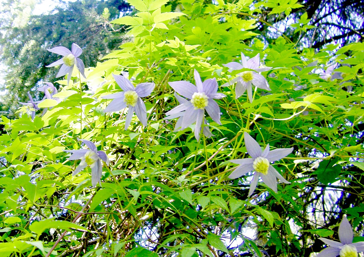 Fabulous old Clematis takes over the nearby tree cover.