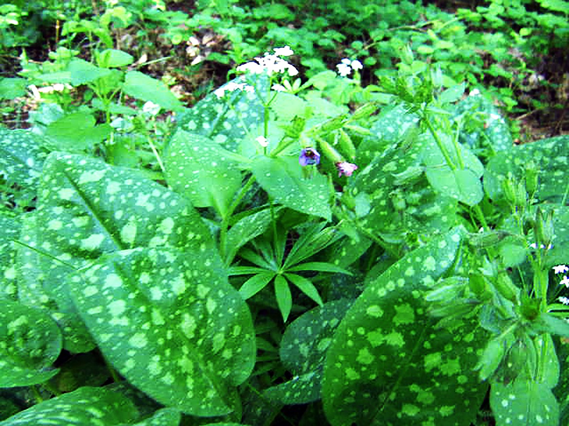 Spotted leaves of Pulmonaria provide answer to their nickname of "Lungwort."