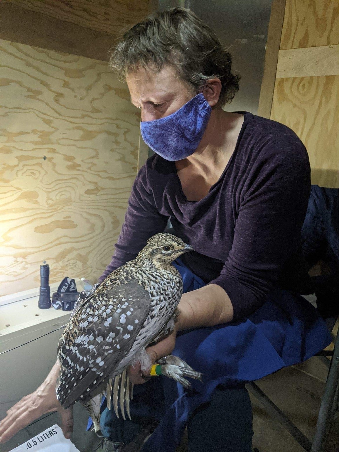 Kate Stone is seen in this undated photo holding a sharp-tailed grouse at MPG Ranch south of Missoula, Mont. The bird was one of 75 grouse recently released at three sites in western Montana by conservationists trying to restore them to the region. (William Blake via AP)