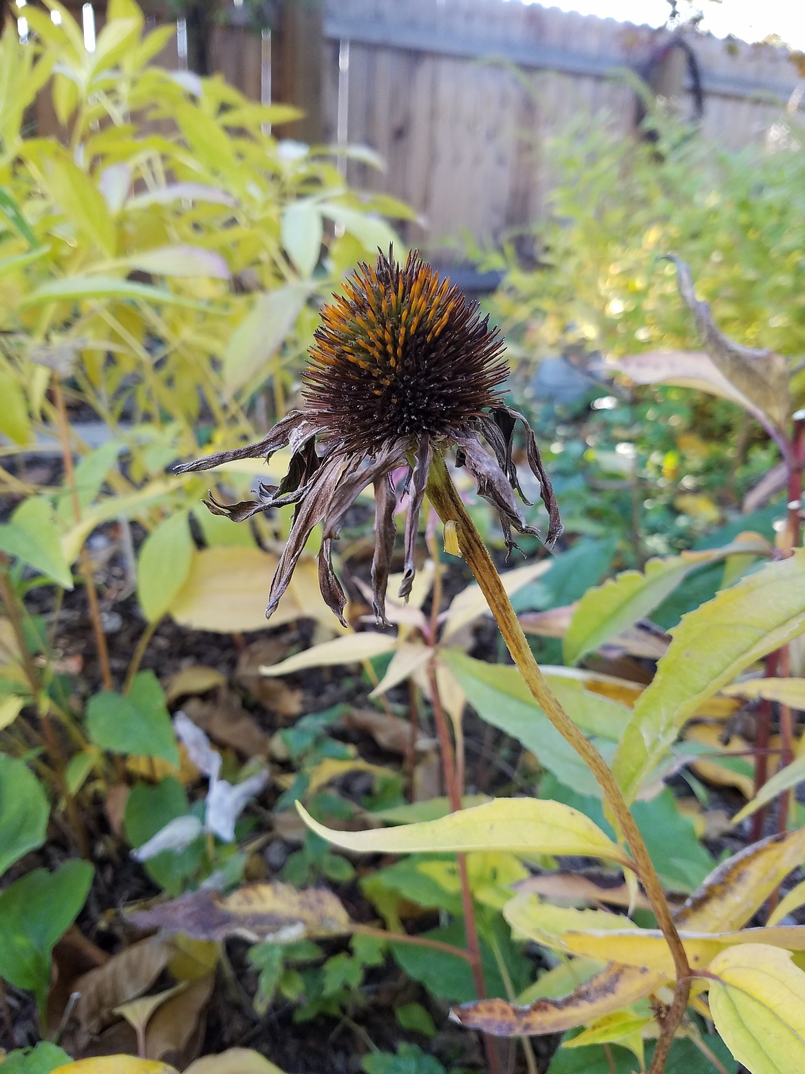 Leave some perennial plants standing, like these coneflowers. The seed heads provide food for birds over the winter.