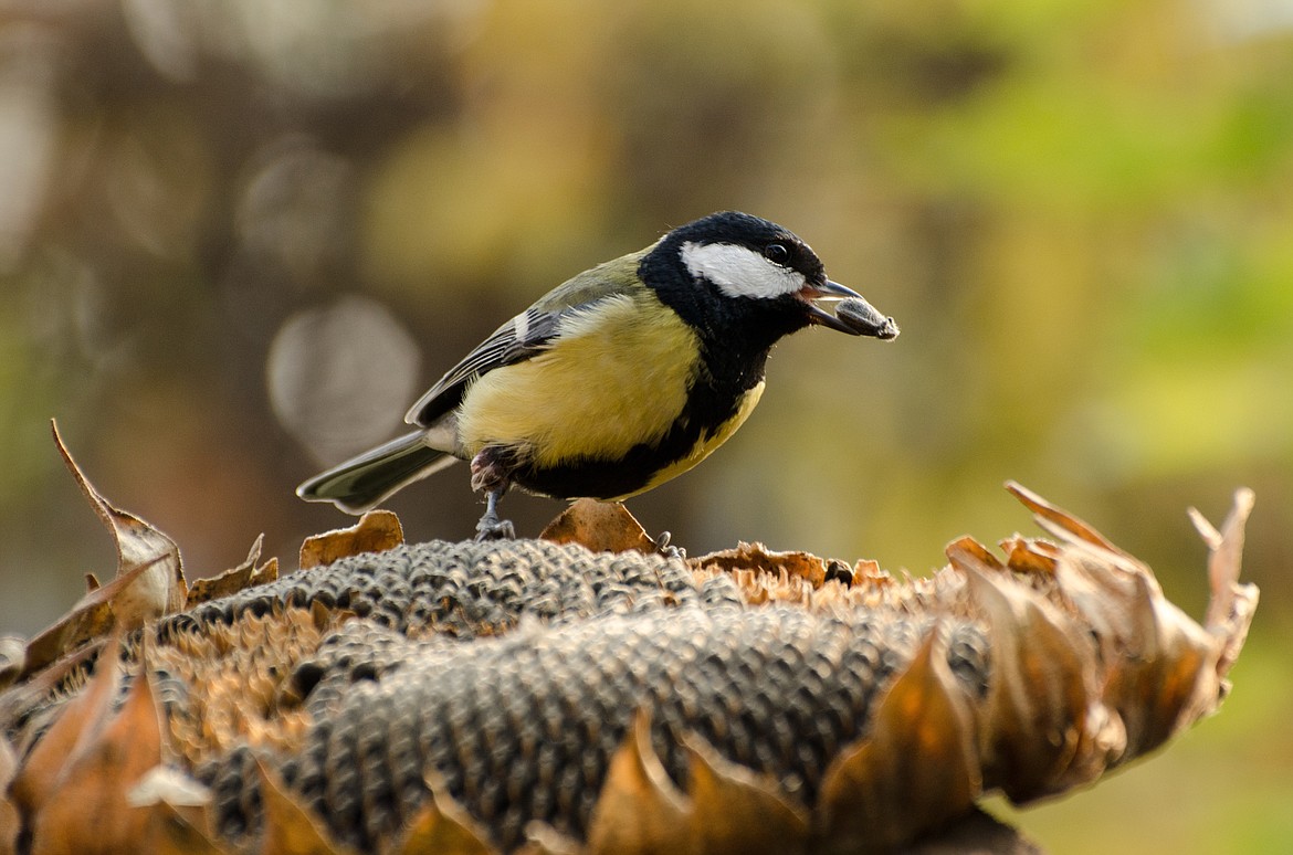 Sunflower heads can provide a feast for migrating birds in the fall.