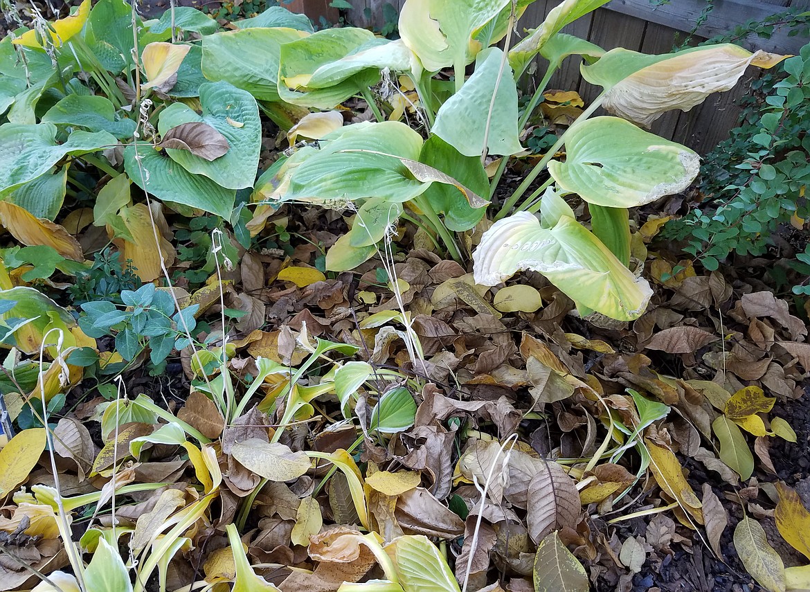 Leave a few leaves in the garden for beneficial insects to nest in over the winter.