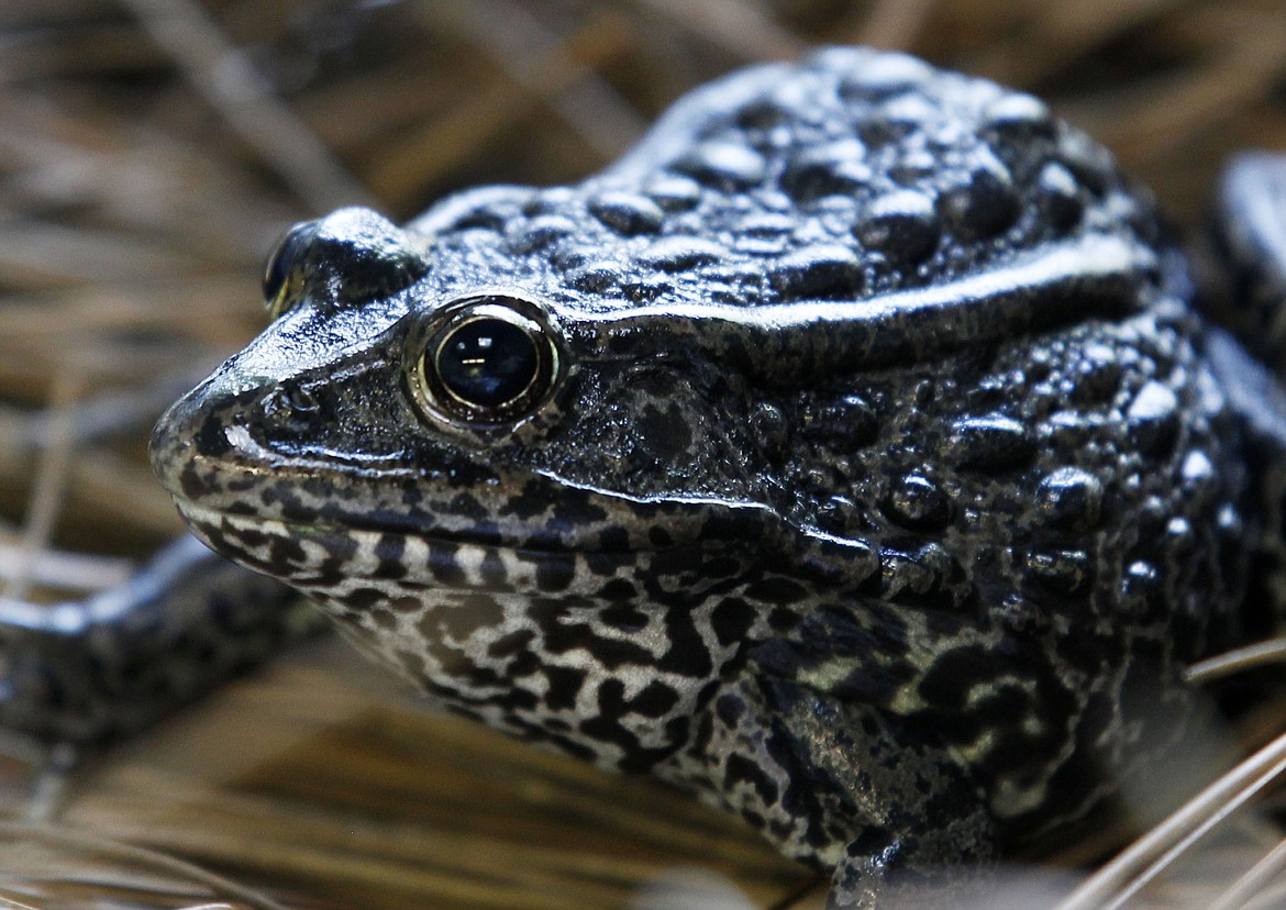 This Sept. 27, 2011, file photo, shows a gopher frog at the Audubon Zoo in New Orleans. The Biden administration is canceling two environmental rollbacks under former President Donald Trump that limited habitat protections for imperiled plants and wildlife. The dusky gopher frog survives in just a few ponds in Mississippi. (AP Photo/Gerald Herbert, File)