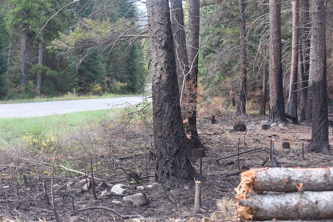 Lolo National Forest officials are asking for public comment on a timber salvage project on the Thorne Creek Fire area in Sanders County. (Scott Shindledecker/Valley Press)