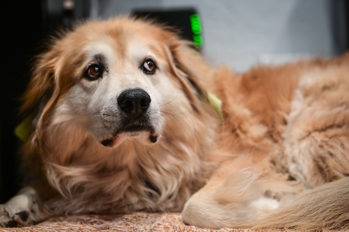 Kuma the shop dog rests in an office at Valley Wide Restaurant Supply in Kalispell on Thursday, Oct. 28. (Casey Kreider/Daily Inter Lake)