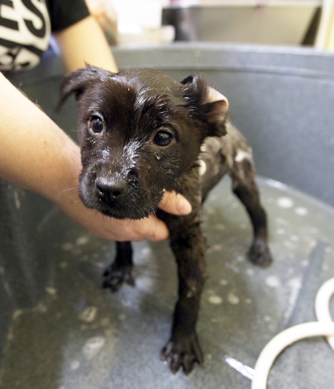 A puppy gets a bath at the Kootenai Humane Society earlier this year.