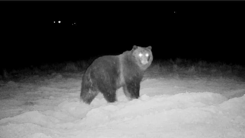 A bear forages near where bear specialists trapped a grizzly south of Libby last week. (Photo courtesy of Martin Dunbar)