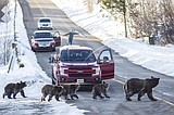 Famous Wyoming grizzly, cubs raid human food, raise worries