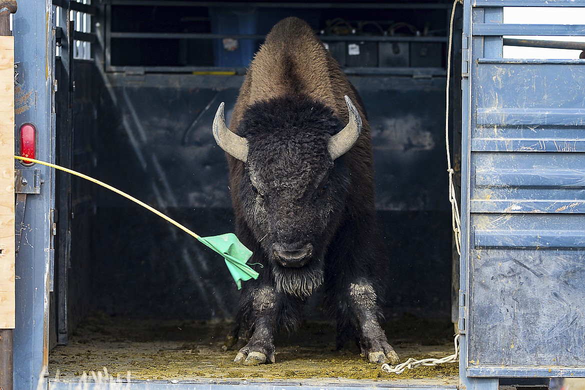 A bison bull refuses to exit the livestock trailer during the bison release on the Rocky Boy Reservation in Montana, on Oct. 26, 2021. Eleven bison were released in a pasture during Tuesday's event. (Rion Sanders/The Great Falls Tribune via AP)