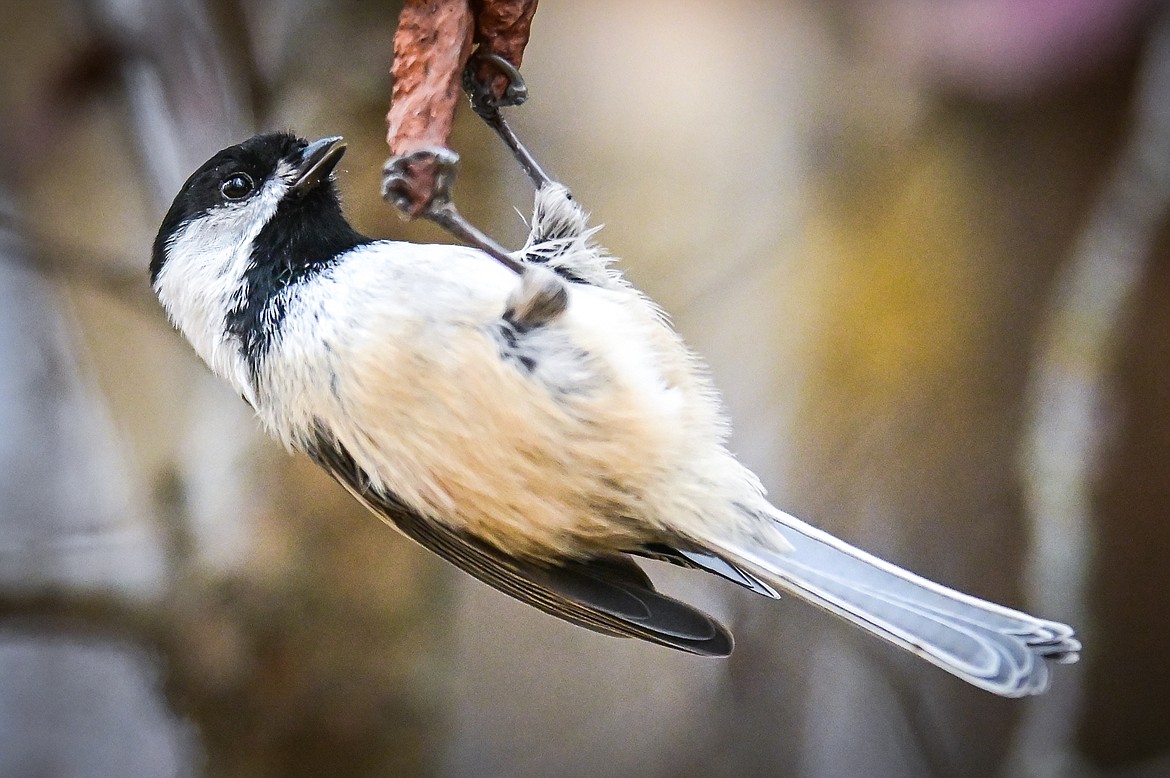 A black-capped chickadee snacks on the dried leaf it's clinging to as it flitters around the trees and shrubbery near the Flathead River on Friday, Oct. 22. (Casey Kreider/Daily Inter Lake)