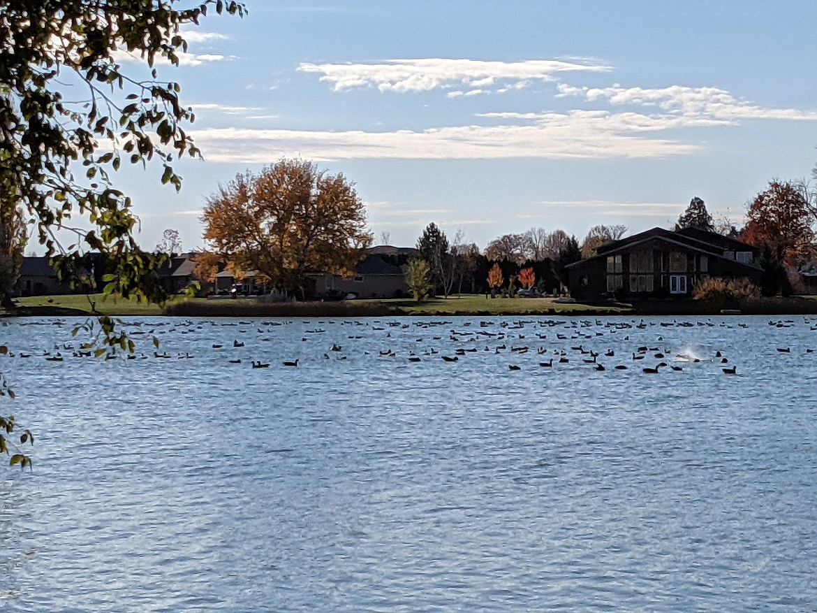 Hundreds of geese, only some of them pictured here, filled Moses Lake on Sunday afternoon near Cascade Park in Moses Lake.