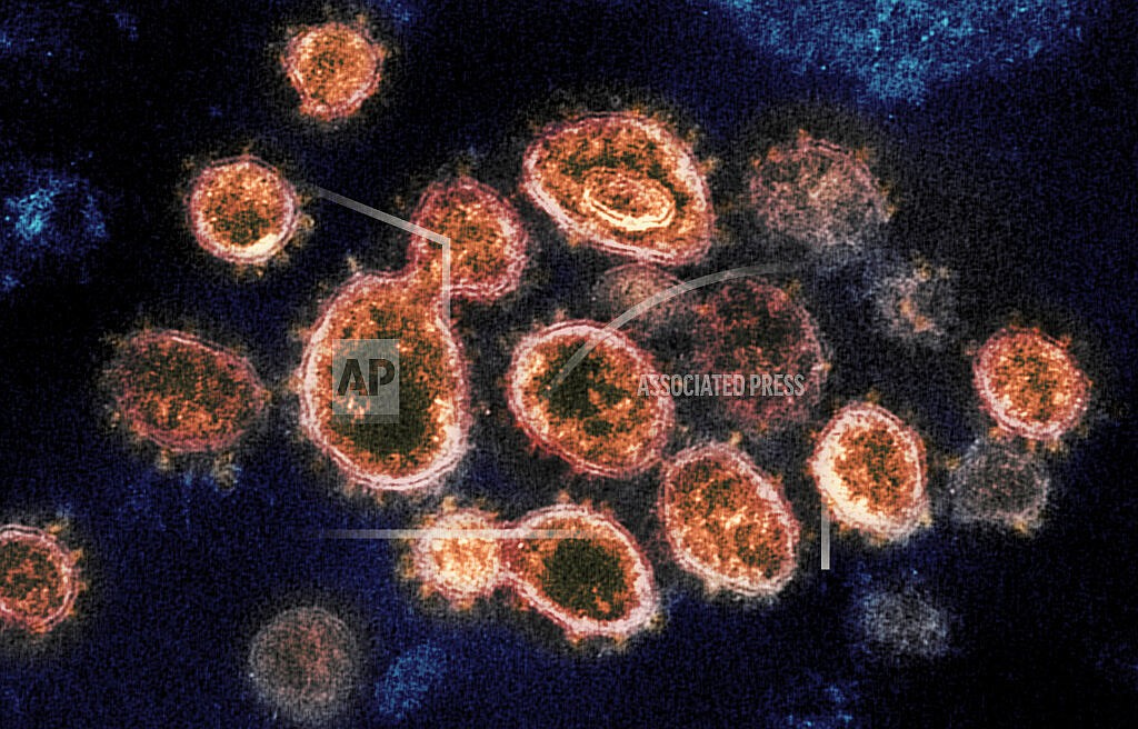 This 2020 electron microscope image provided by the National Institute of Allergy and Infectious Diseases - Rocky Mountain Laboratories shows SARS-CoV-2 virus particles which cause COVID-19, isolated from a patient in the U.S., emerging from the surface of cells cultured in a lab. Pfizer says its experimental pill for COVID-19 cut rates of hospitalization and death by nearly 90% among patients with mild-to-moderate infections. The company announced Friday, Nov. 5, 2021 it will soon ask the U.S. Food and Drug Administration and international regulators to authorize its pill, which is taken twice a day for five days. (NIAID-RML via AP)