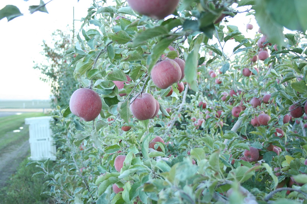 THE PINK STUFF - From Orchard Slope