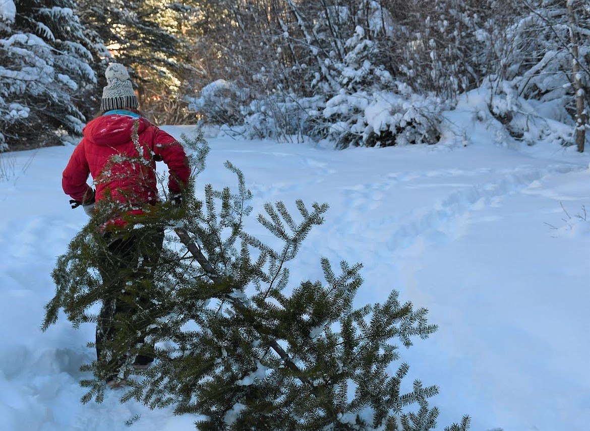 Lolo National Forest Christmas tree permits available Valley Press