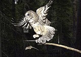 Owl habitat cuts by Trump appointees used 'faulty' science