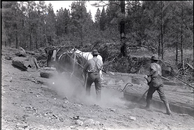 Logging workers skidding log with horses. Attribution: University of Montana, Mansfield Library