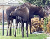 Be mindful of meandering moose