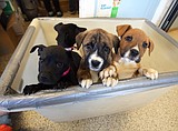 Reigning cats and dogs