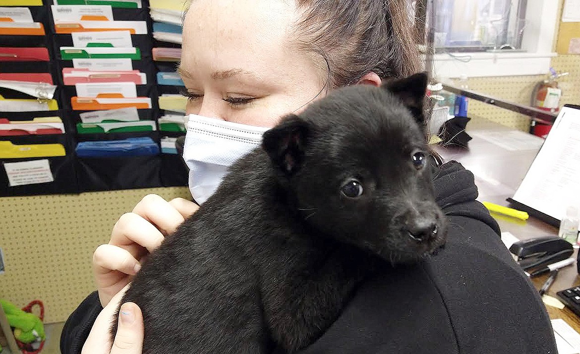 Photo by Vicky Nelson
Kristina Jensen, Kootenai Humane Society customer service rep, holds a puppy that is available for adoption on Friday.