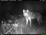Fight over US wolf protections heads to federal courtroom