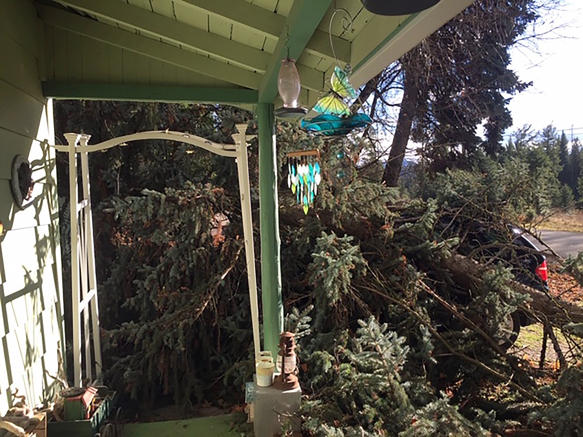 A blue spruce fills the porch of Hope resident Lana Peterson's home after being blown down in Monday's windstorm.