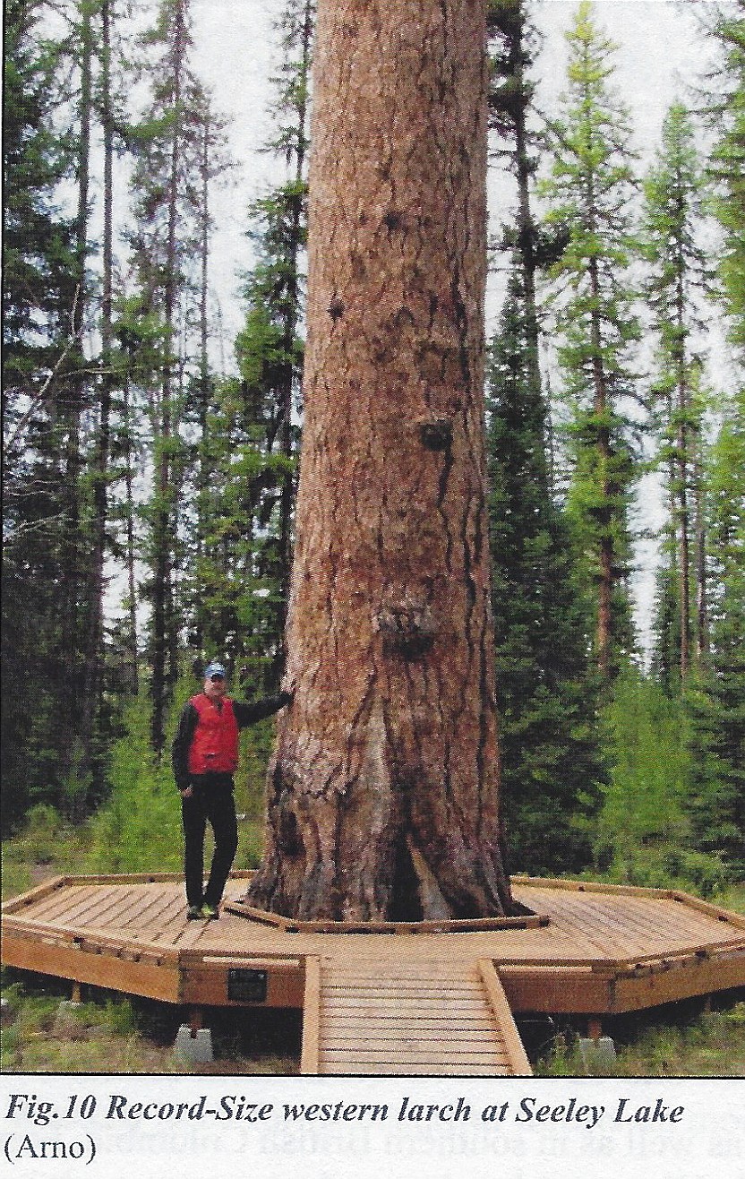 Stephen F. Arno, author of "Golden Trees of the Mountain West," writes that Seeley Lake in Montana claims the national record-size larch trees. This western larch, known as "Gus," is the world's largest known larch and is about 1,000 years old and 163 feet tall, with another 10 feet of dead top. There is a small parking area and interpretive trail leading to the giant in the easily accessible Girard Grove.