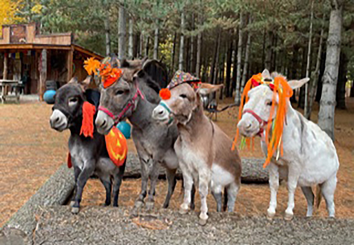 Jeanelle Shields shared this Best Shot and noting that the "Providence donkeys are ready to bray for treats." If you have a photo that you took that you would like to see run as a Best Shot or I Took The Bee send it in to the Bonner County Daily Bee, P.O. Box 159, Sandpoint, Idaho, 83864; or drop them off at 310 Church St., Sandpoint. You may also email your pictures in to the Bonner County Daily Bee along with your name, caption information, hometown and phone number to bcdailybee@bonnercountydailybee.com.