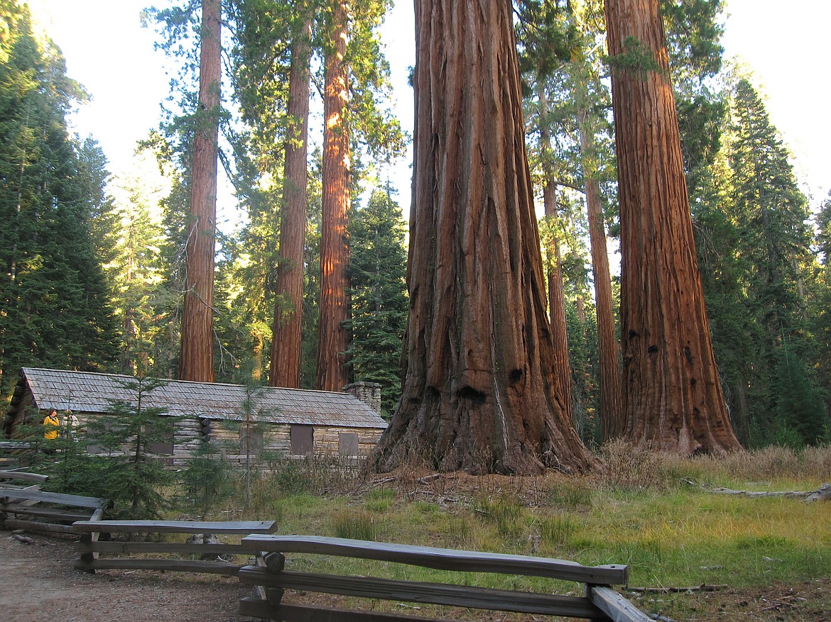 Two of the largest Sequoia redwood trees in the world by volume are at Sequoia National Park, 109 miles south-southeast of Yosemite, the General Sherman (on right) being the largest, standing at 275 feet, seeded between 700 and 300 B.C., with the General Grant, 267 feet (center), 2,700 years old second most massive; highest tree in the world is a 316-foot Sequoia at Redwood Mountain Grove, Calif.