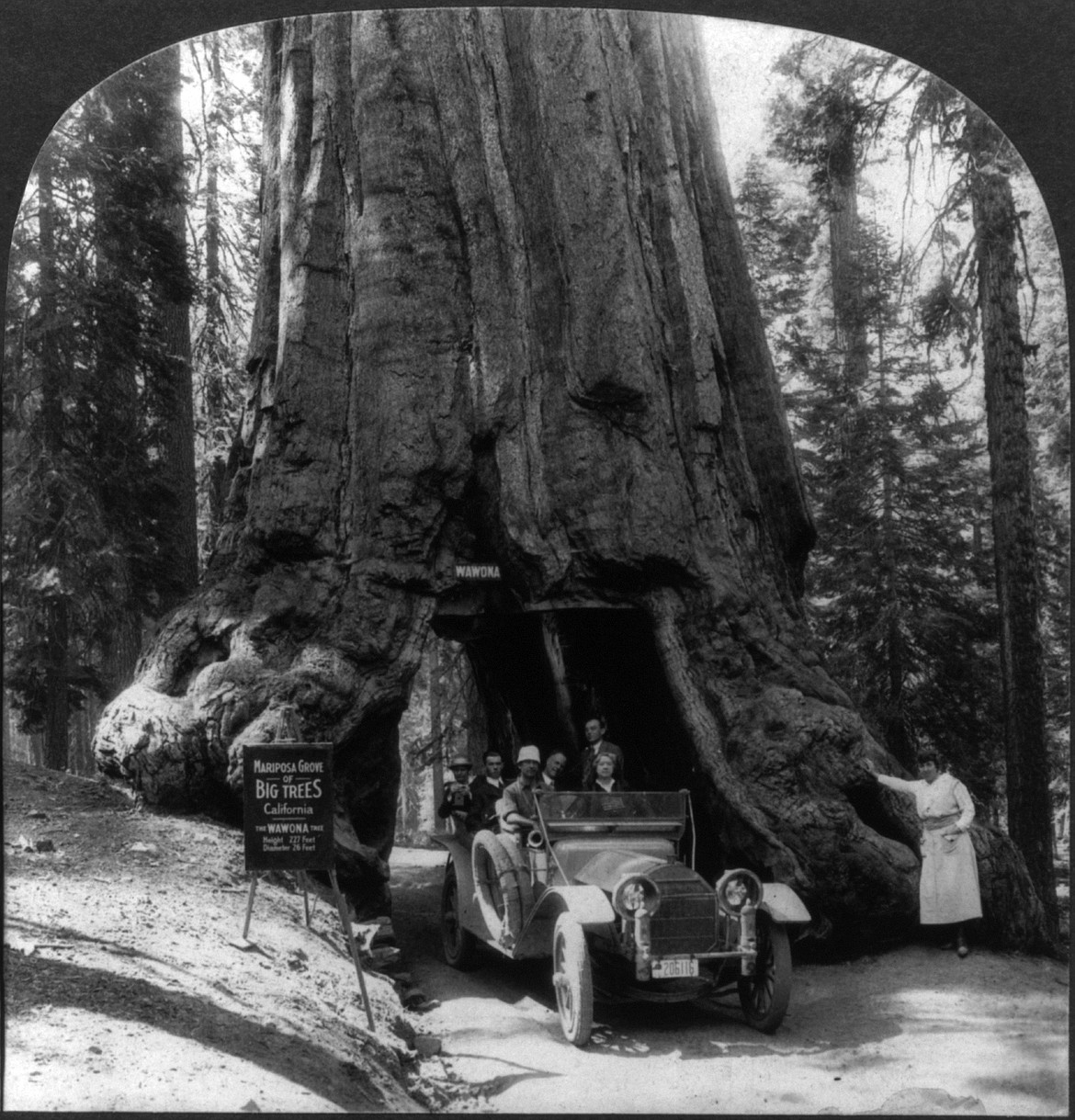 The 2,300-year-old Wawona Tunnel Tree in Yosemite was cut through in 1881, becoming a great visitor attraction, but was toppled be a heavy snow load in 1969.