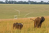 Gabon is last bastion of endangered African forest elephants