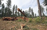 English Point Forest Health project continues