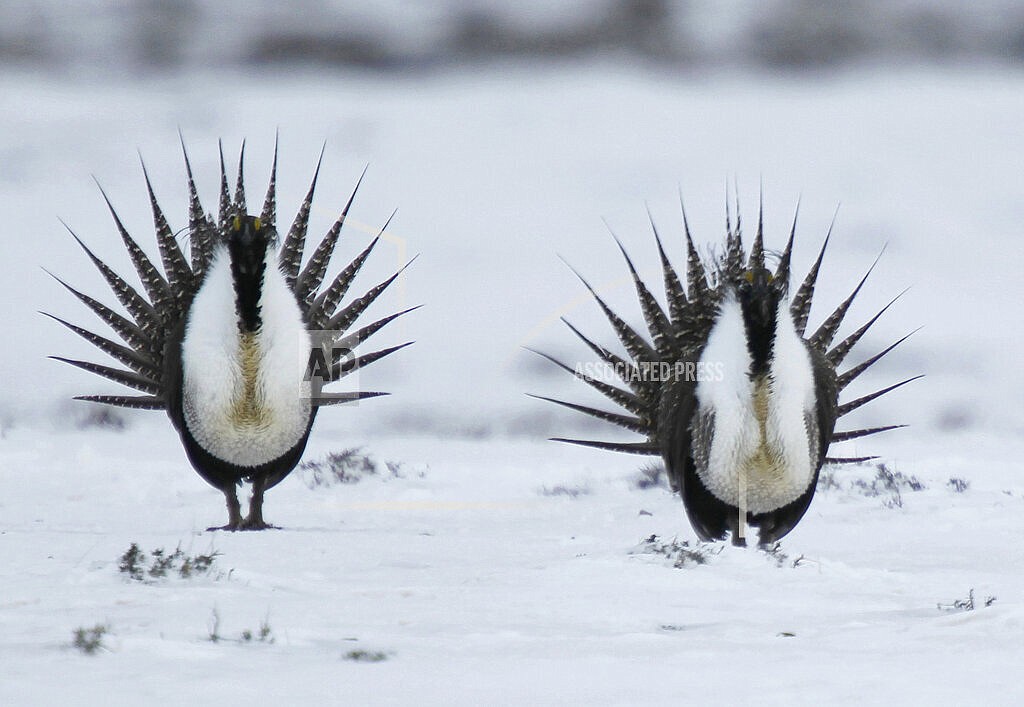 In this April 20, 2013 file photo, male Greater Sage Grouse perform their mating ritual on a lake near Walden, Colo. The Biden administration is considering new measures to protect the ground-dwelling bird that was once found across much of the U.S. West. It has lost vast areas of habitat in recent decades due to oil and gas drilling, grazing, wildfires and other pressures. (AP Photo/David Zalubowski, File)