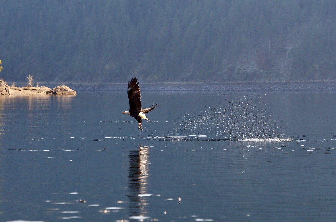 A bald eagle snatches a kokanee salmon out of Lake Coeur d'Alene at Higgens Point on Monday. The migrating birds visit the area from November through around mid-December to feed on spawning kokanee salmon. HANNAH NEFF/Press