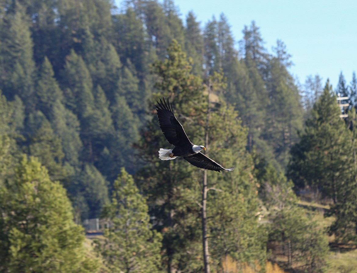 A bald eagle soars over Lake Coeur d'Alene at Higgens Point on Monday. HANNAH NEFF/Press