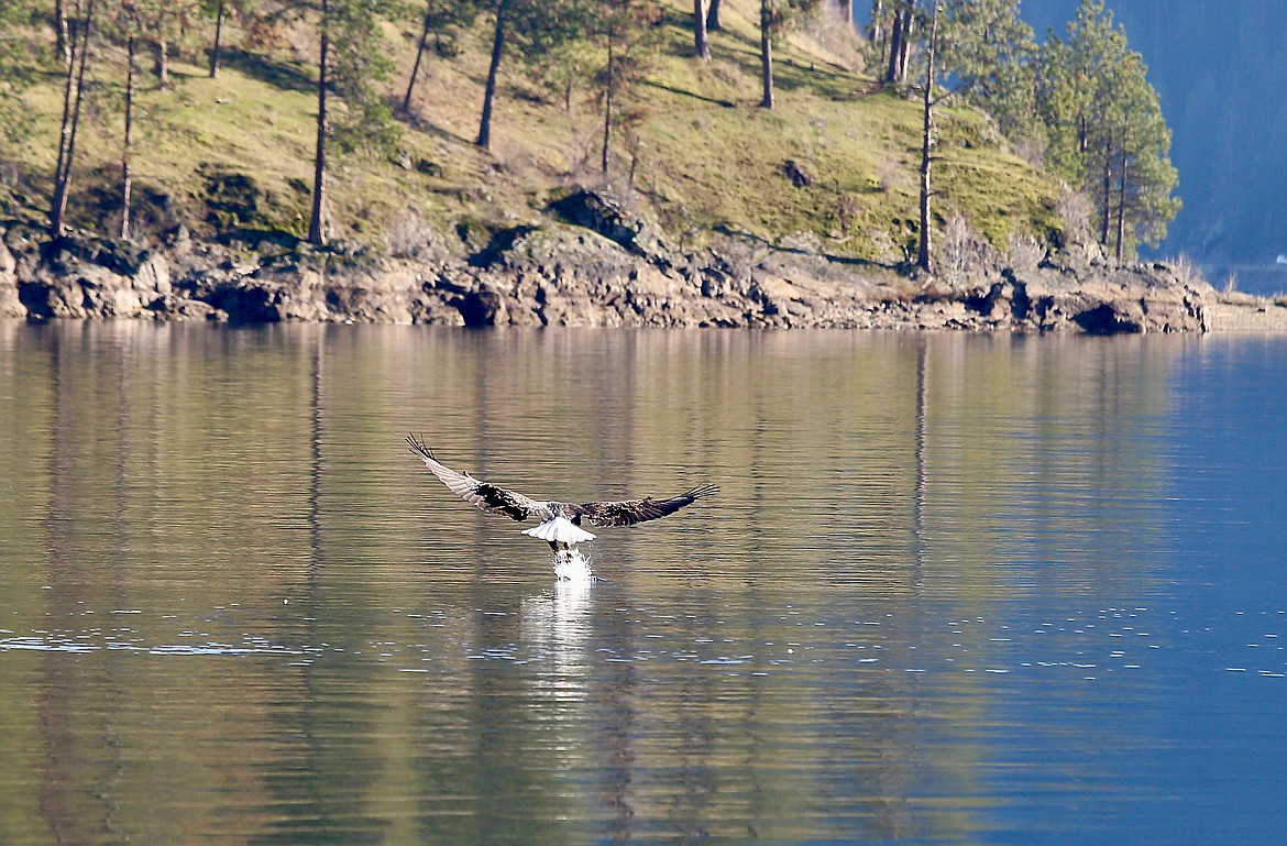 A bald eagle swoops down to snatch a fish at Higgens Point on Lake Coeur d'Alene Monday morning. HANNAH NEFF/Press