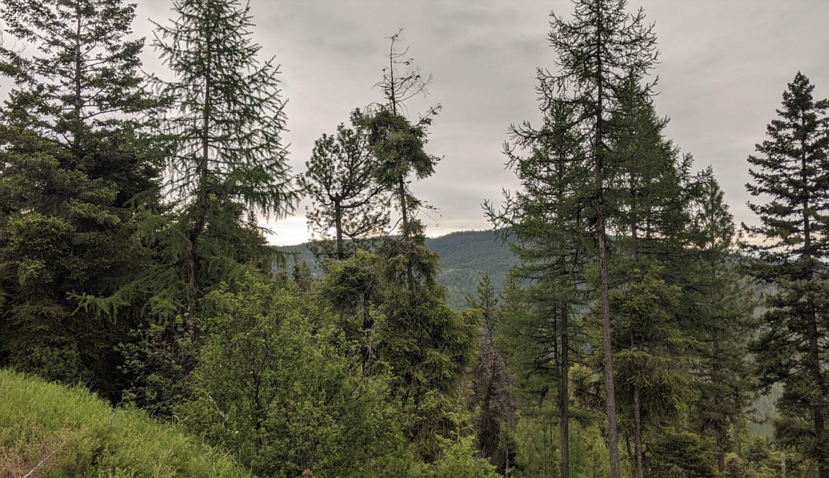 The Dayton Project area near Lakeside includes trees infected with dwarf mistletoe. (Flathead Forest photo)