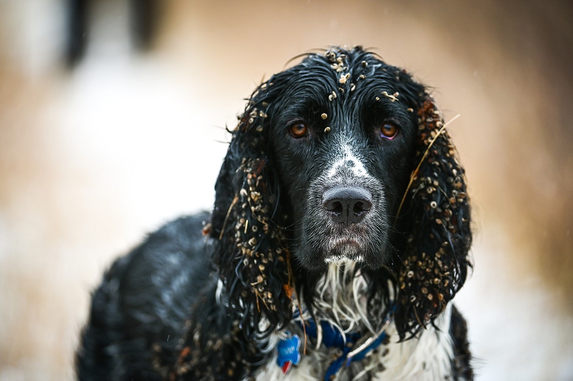 Finny, a springer spaniel, is covered in stick-tights and cockleburs after hunting for pheasants with Kyle Kivela and Scott Roberts at the Blasdel Waterfowl Production Area on Friday, Nov. 19. (Casey Kreider/Daily Inter Lake)